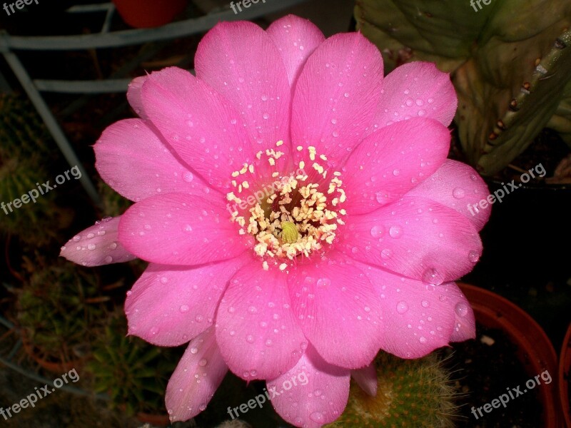 Cactus Flower Cactus Flower Spur Flora