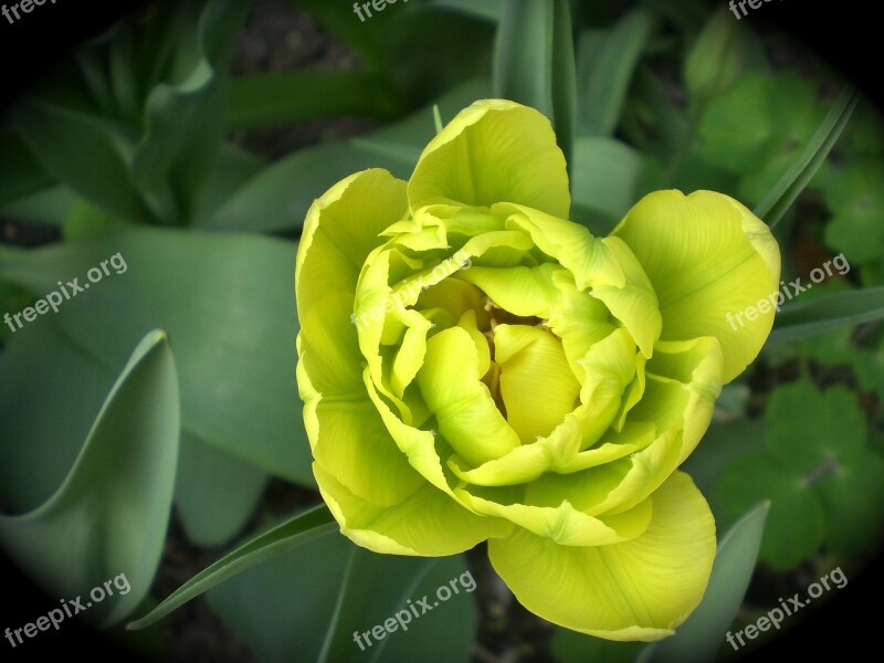 Tulip Spring Flower Tulips Nature