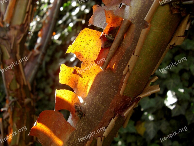 Cinnamon Maple Bark Log Tree Aesthetic