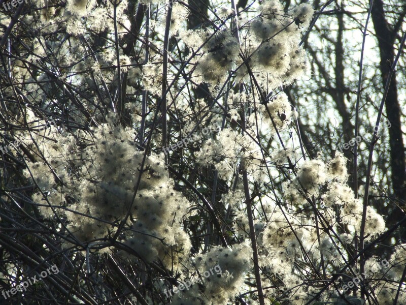 Clematis Teufelszwirn Forest Dream Free Photos