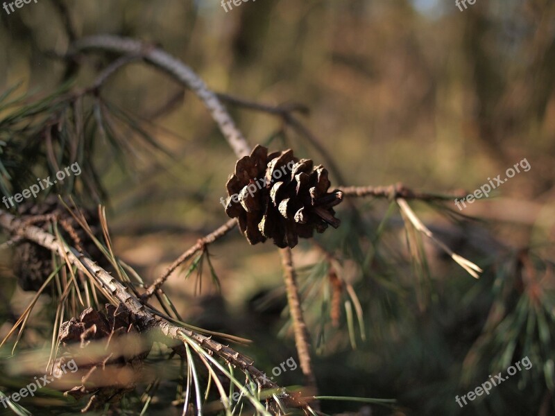 Forest Spring Hogs Veluwe Netherlands Tree