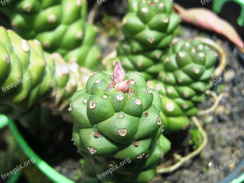 Cactus Plants Green Flowers Red