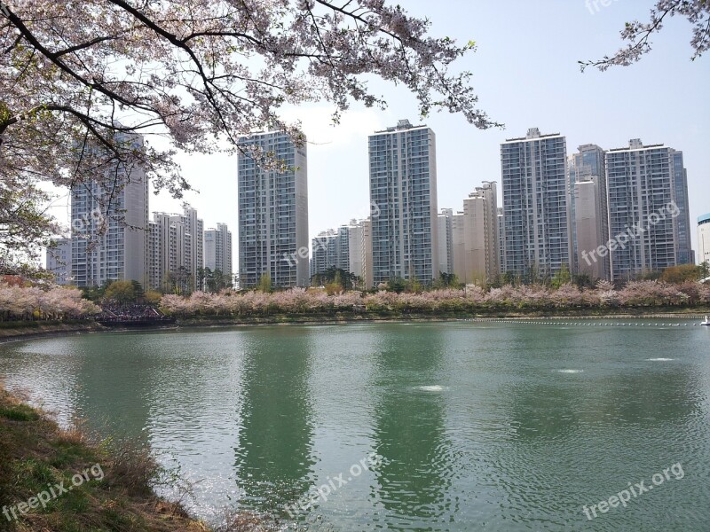 Seokchon Lake Lake Palace Spring Beoc Flowers Free Photos