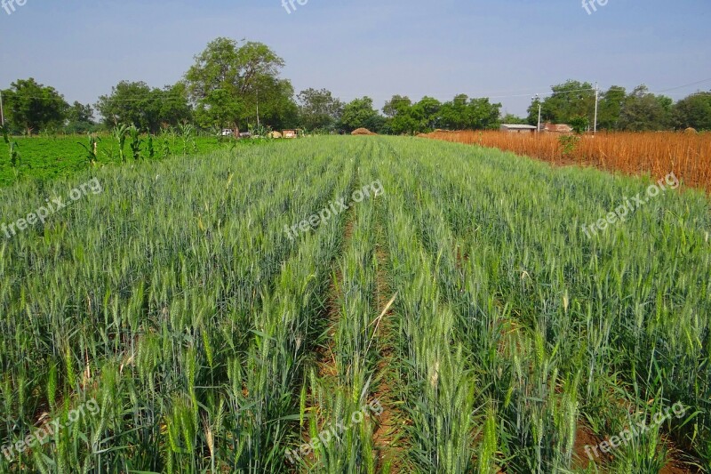 Wheat Field Unripe Crop Agriculture Farm