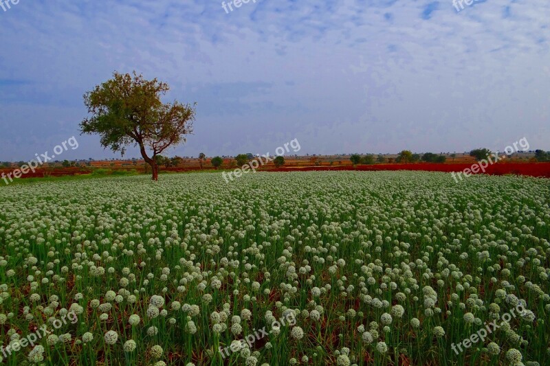 Onion Flower Farm Seed-farming Field Crop