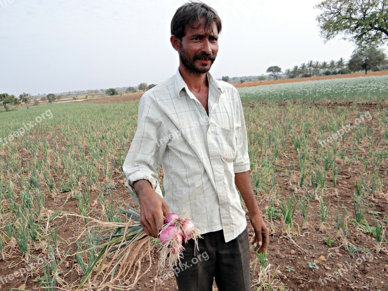 Onions Farmer Farm Field Crop