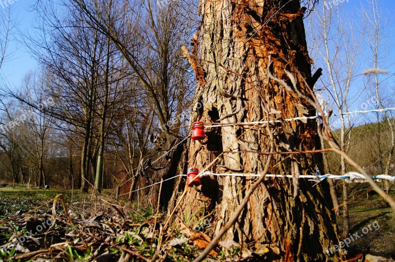 Fence Electric Fence Pasture Fence Nature Tree