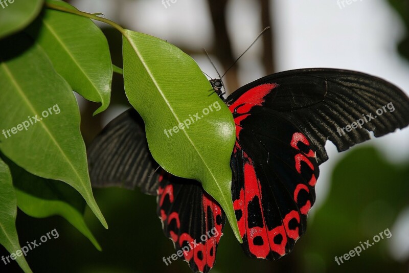 Butterfly Scarlet Schwalbenschwanz Papilio Rumanzovia Swallowtail Butterflies Papilionidae