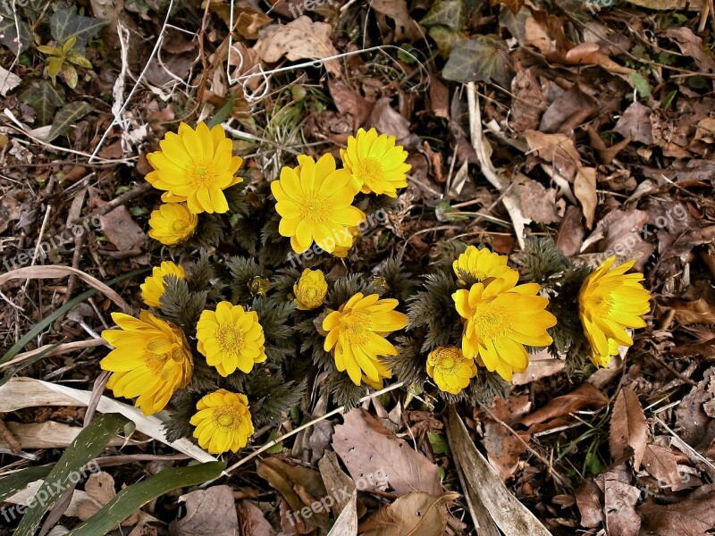 Amur Adonis Far East Amur Adonis Yellow Winter Flowers Spring Flowers