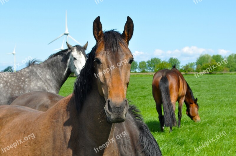 Horses Pasture Horse Head Brown Graze