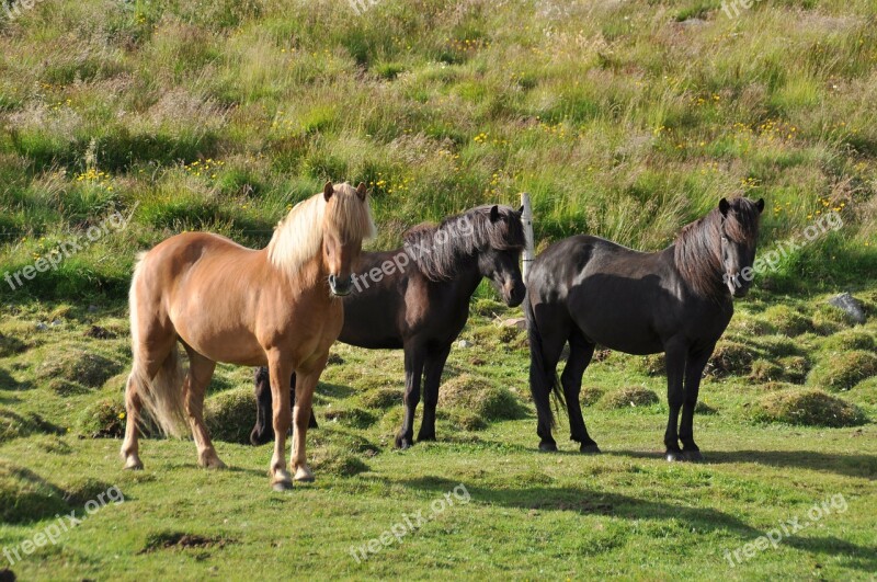 Iceland Pony Icelanders Iceland Horse Horse Pony