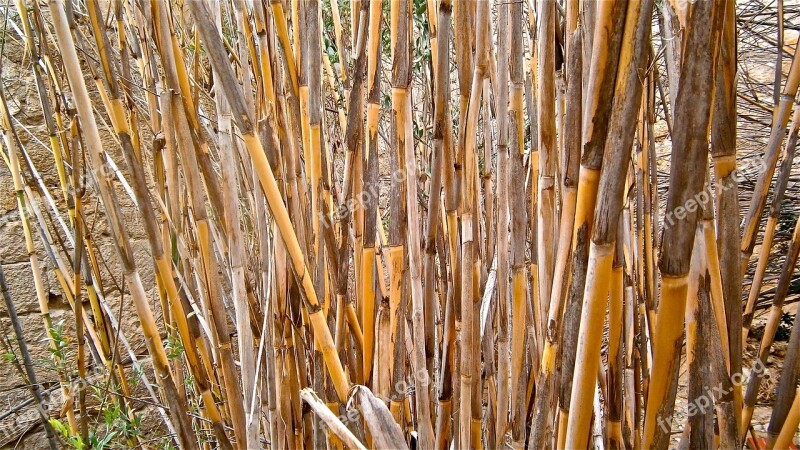 Cane Arundo Donax Stems Cylindrical Vegetable Botany