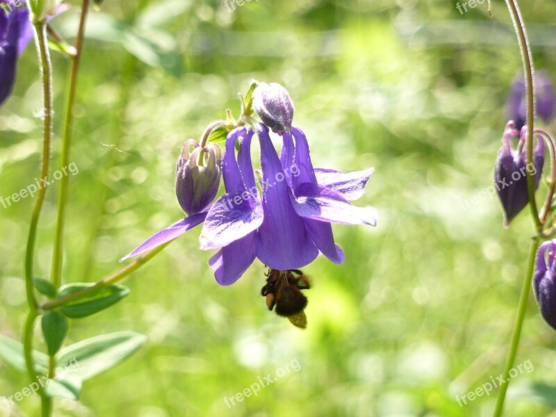 Columbine Flower Violet Bee Spring