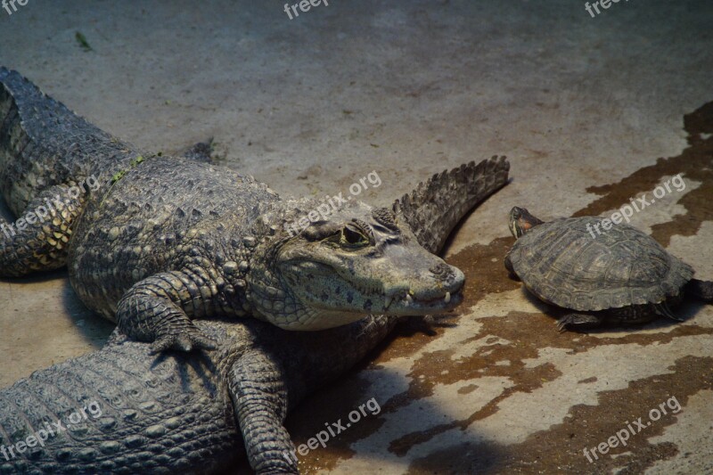 Crocodile Alligator Turtle Zoo Enclosure