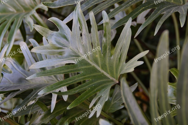 Philodendron Large Leaves Leaf Large Green