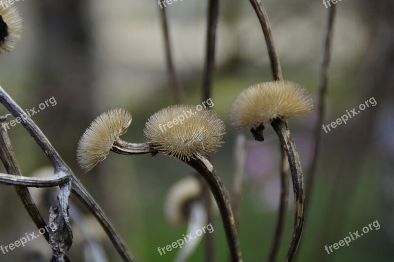 Faded Flourished From Seeds Was Wild Plant Wild Flower