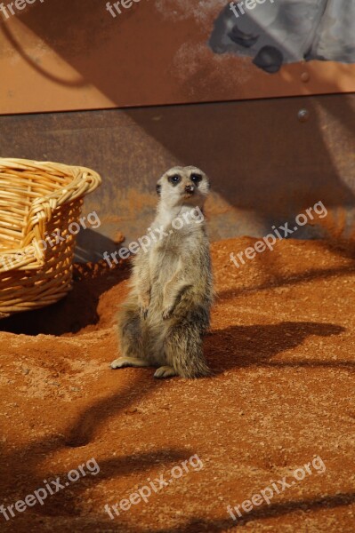 Meerkat Security Guard Zoo Animal Rodent