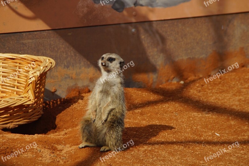 Meerkat Zoo Enclosure Guard Vigilant