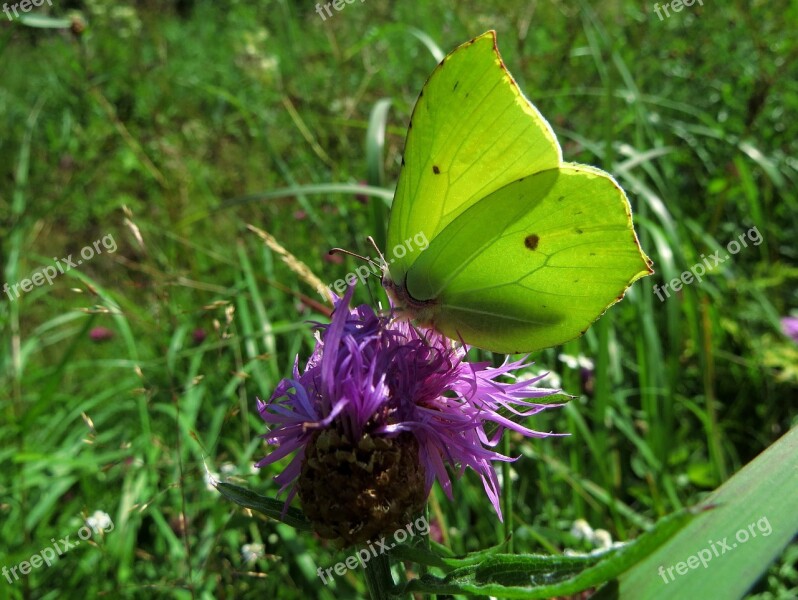 Lemon Butterfly Butterfly Summer Gonepteryx Rhamni Free Photos