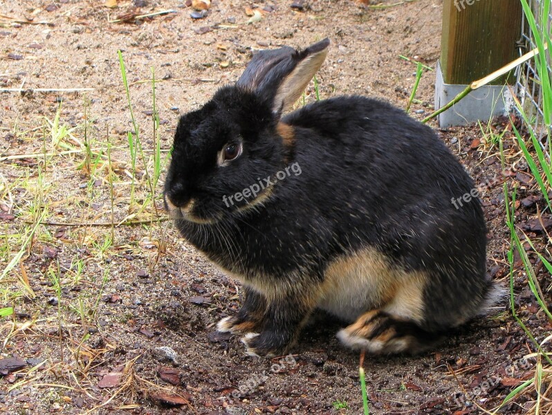 Rabbit Oryctolagus Pet Animal Free Photos