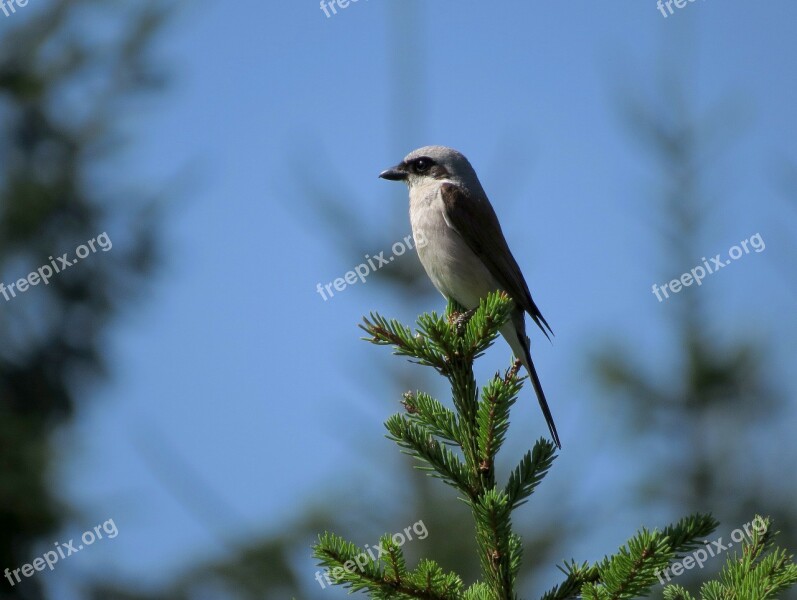 Bird Red-backed Shrike Lanius Collurio A Little Bird Free Photos