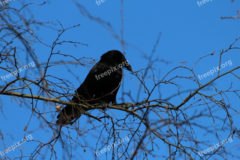 Crow Corvus Frugilegus Rook Raven Bird Songbird