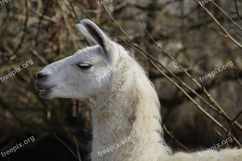 Llama Head Face Pose Livestock