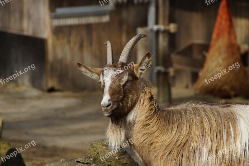 Billy Goat Goat Male Animal Bock