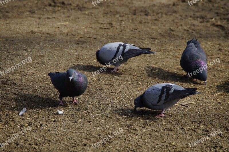 Pigeons Peck Birds Eat Food