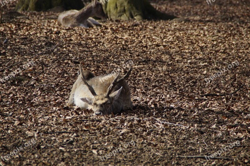 Hirsch Relaxed Doze Dozing Relaxation