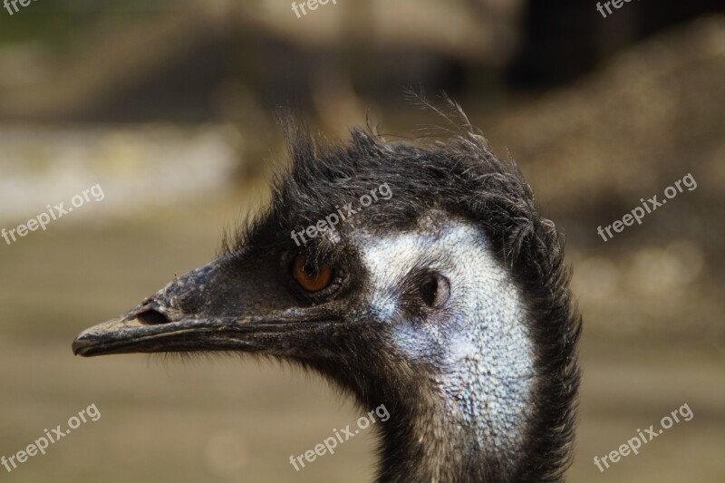 Emu Head Portrait Face Flightless Bird