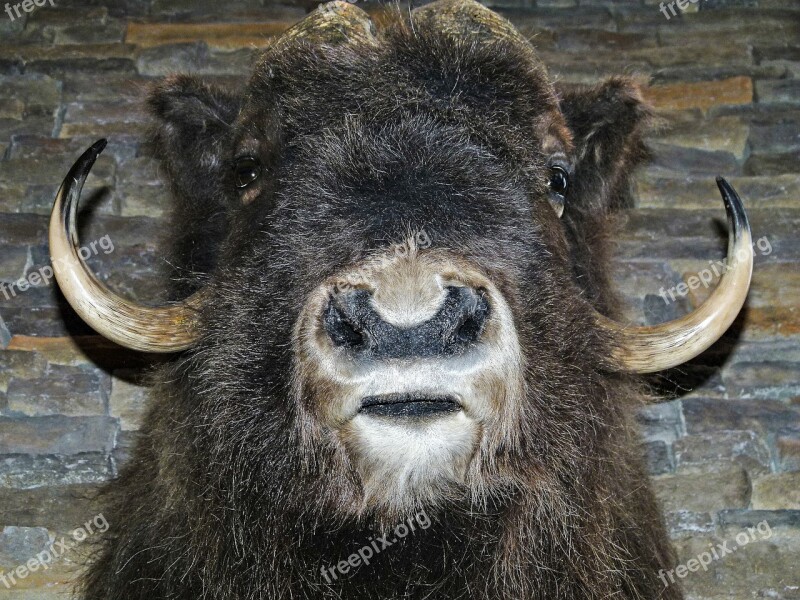 Bison Head Mammal Animal Close-up