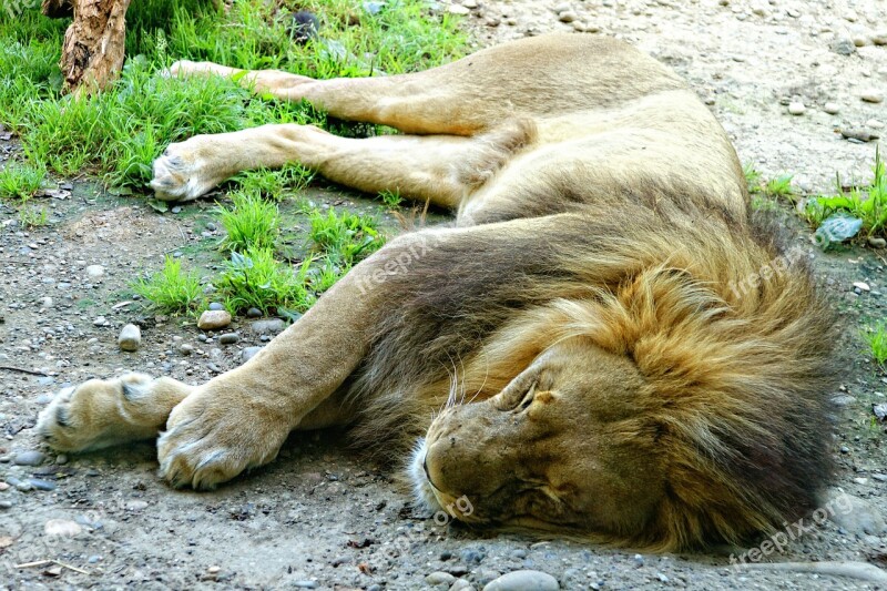 Lion Lying Sleepy Sleeping Animal