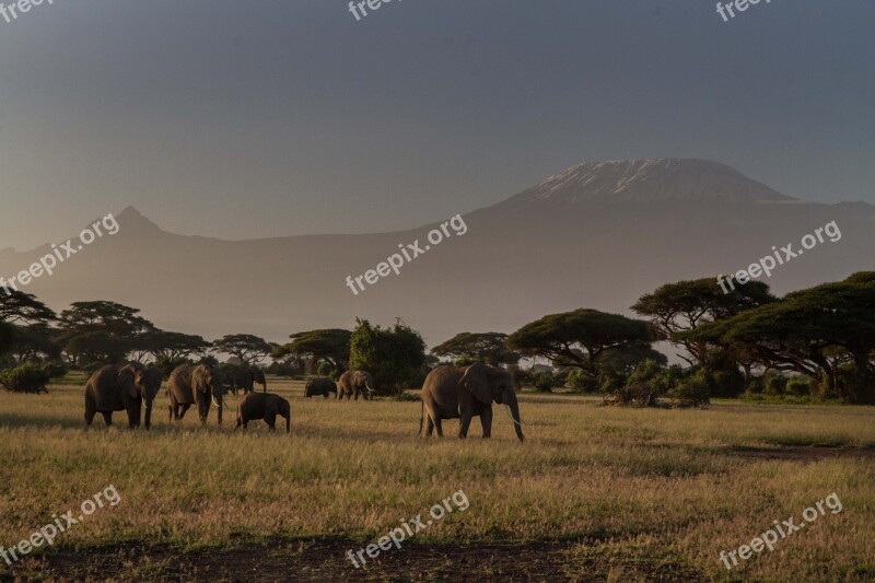 Africa African Bush Elephant Big Five Elephant Kenya