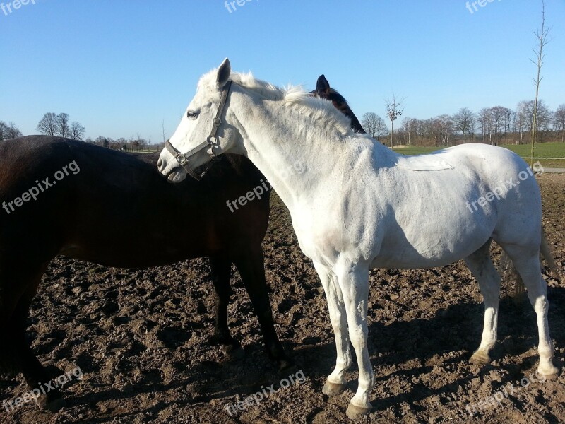 Horses Mold Nature Tender Horse