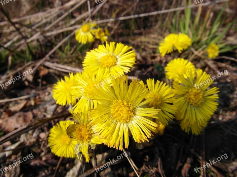 Tussilago Farfara March Early Bloomer Yellow Flowers