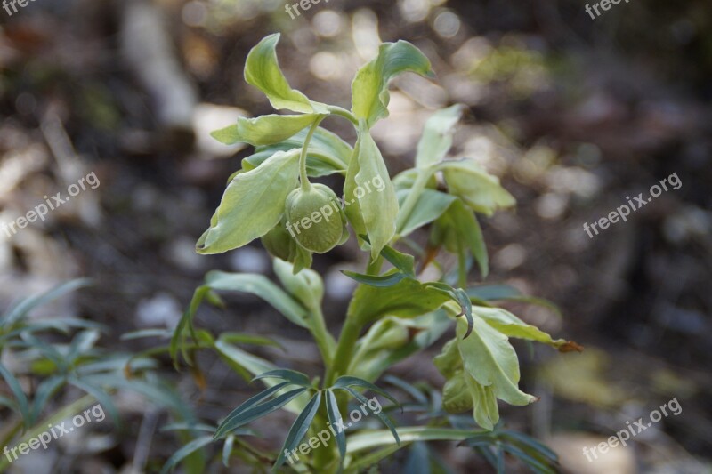 Belladonna Spring Plant Toxic Nature