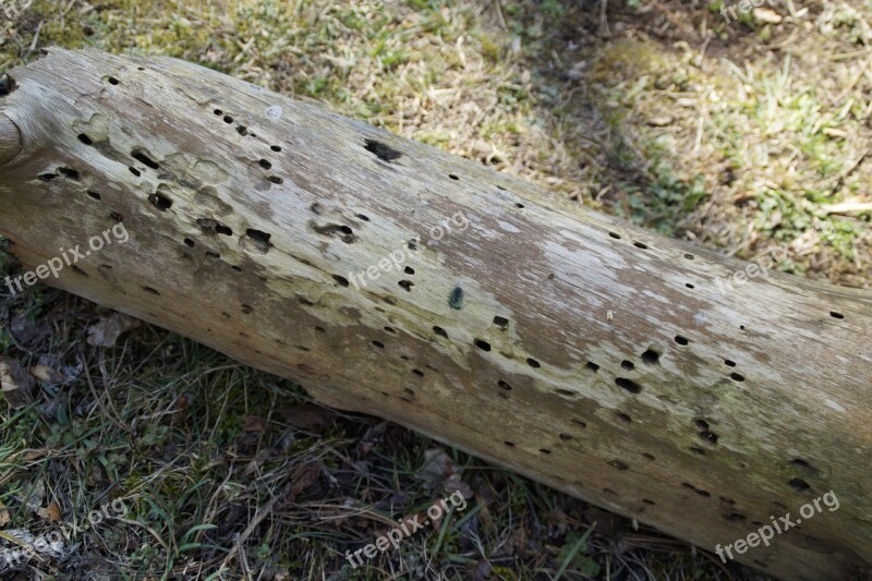 Feeding Holes Log Wood Wood Holes