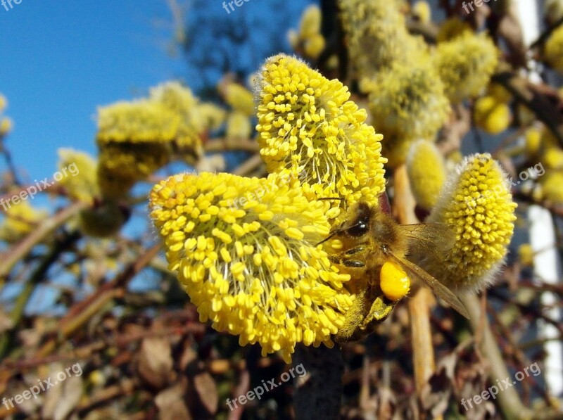 Bee March Pasture Honey Bee Work