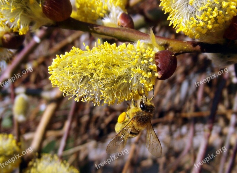 Bee March Pasture Honey Bee Work