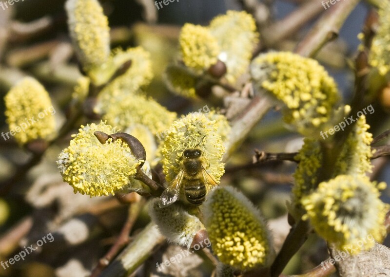 Willow Catkin Pasture Kitten Inflorescence Pollen