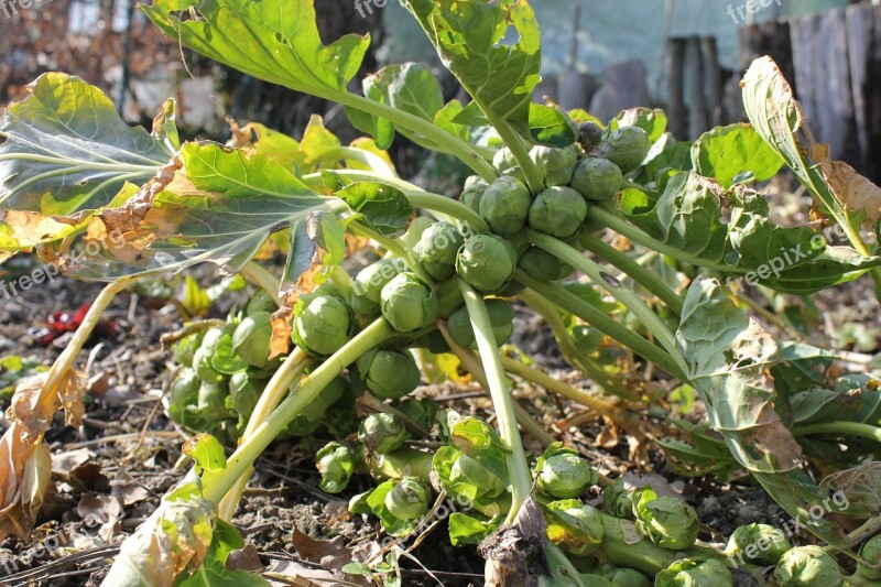 Brussels Sprouts Bed Vegetables Close Up Spring