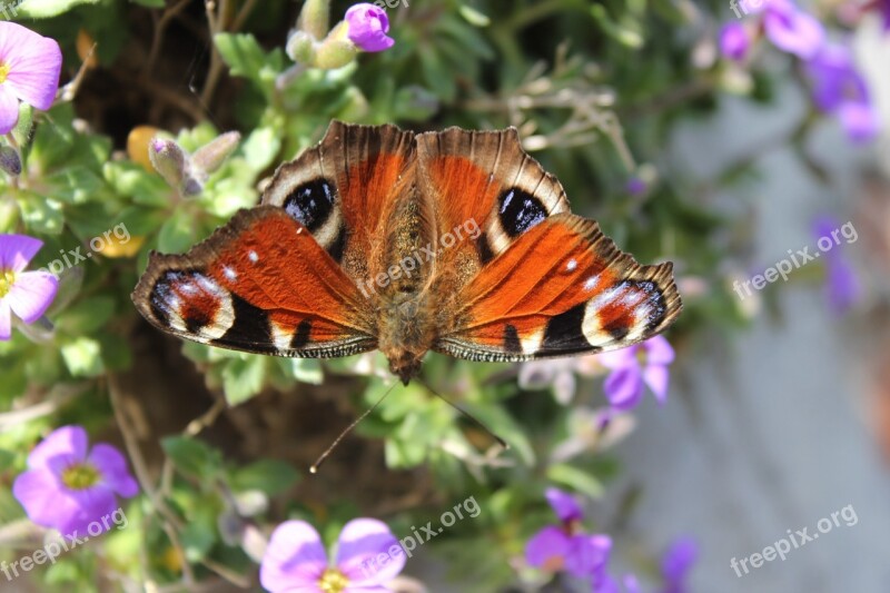 Peacock Butterfly Butterfly Spread Wing Flower