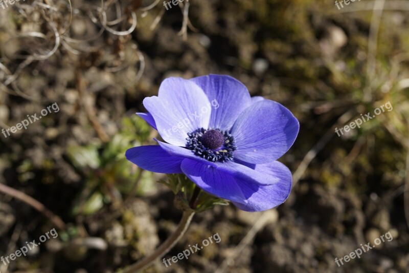 Anemone Crown Anemone Hahnenfußgewächs Ranunculaceae Anemone Coronaria