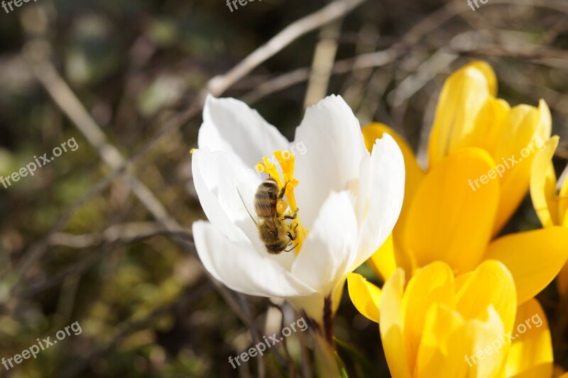 Bee Collect Pollen Close Up Pollen Blossom