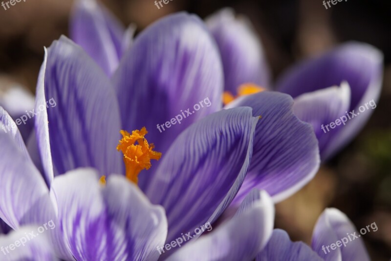 Crocus Stamp Close Up Macro Blue