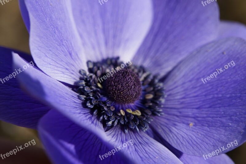 Crown Anemone Anemone Marko Blue Close Up