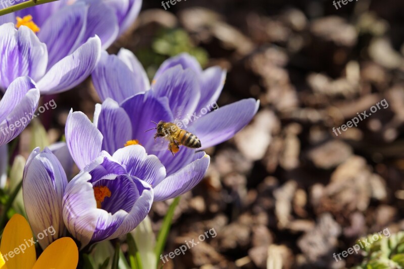 Pollen Bee Collect Pollen Pollination Crocus