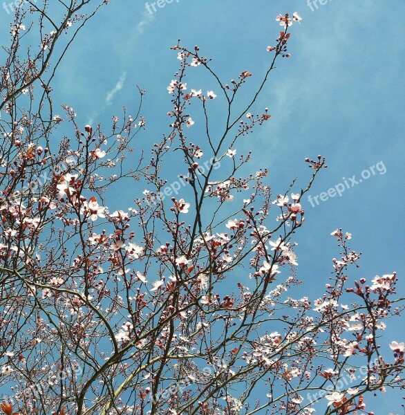 Spring Flowers Nature Blossom Bloom