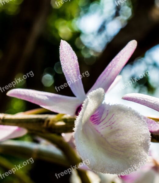 Wild Orchid Orchid White Violet Blossom Bloom